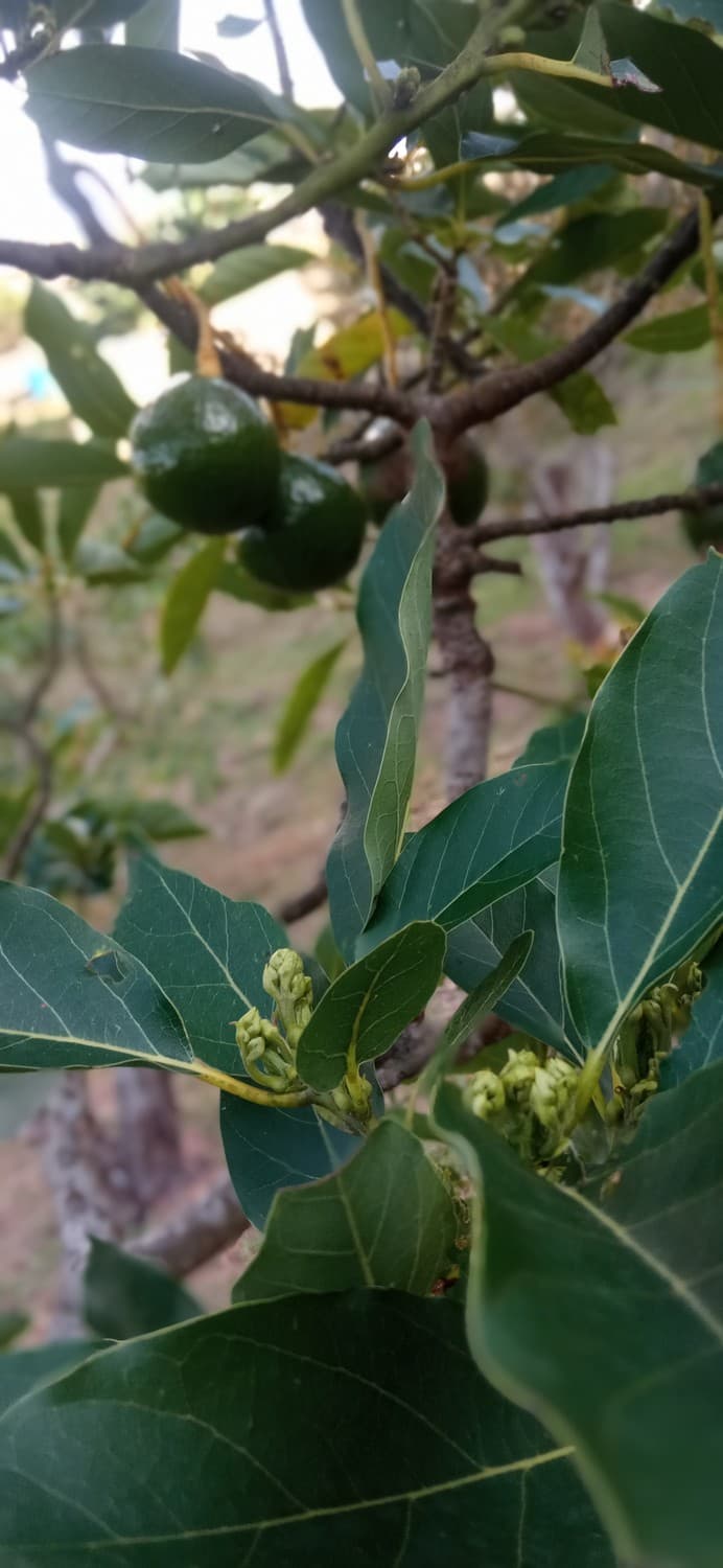Aguacates madurando en el árbol